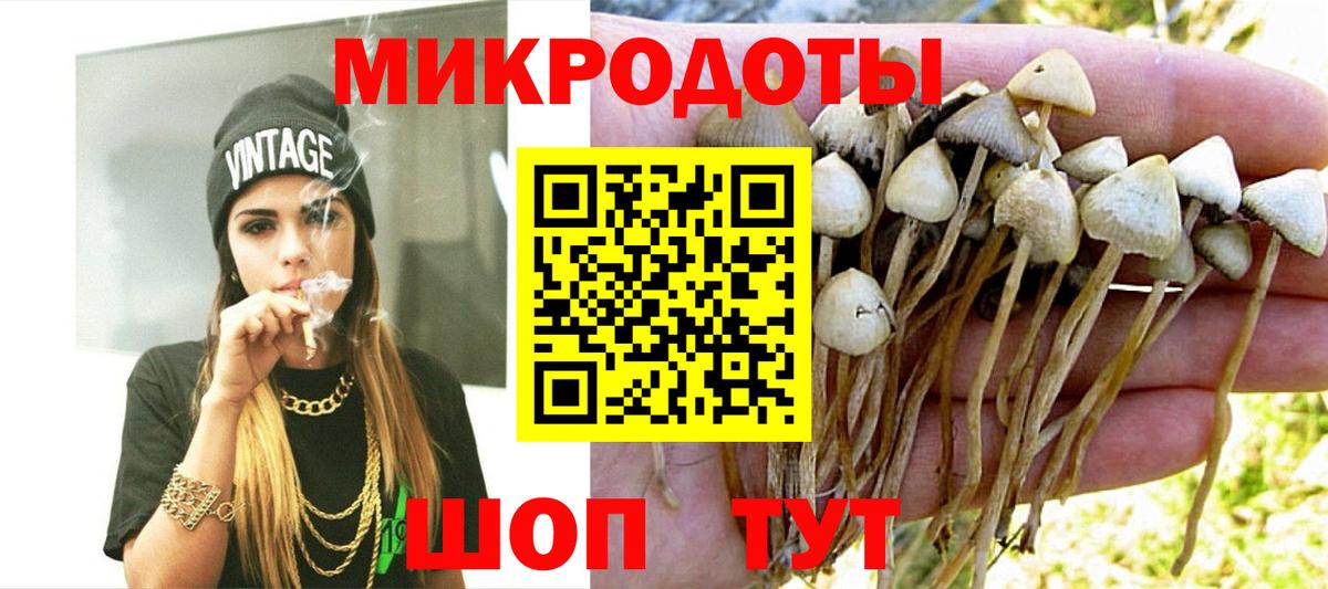 Галлюциногенные грибы Psilocybe Сокол